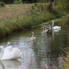 cygnes en familles