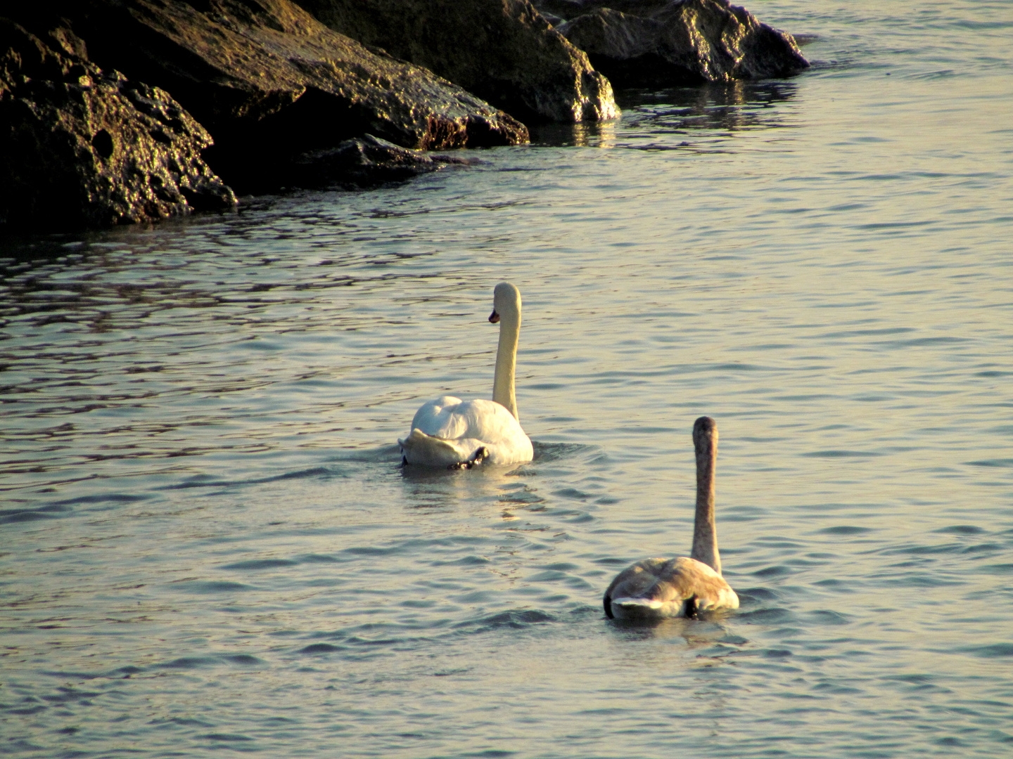 Cygnes en Méditerranée