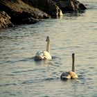 Cygnes en Méditerranée