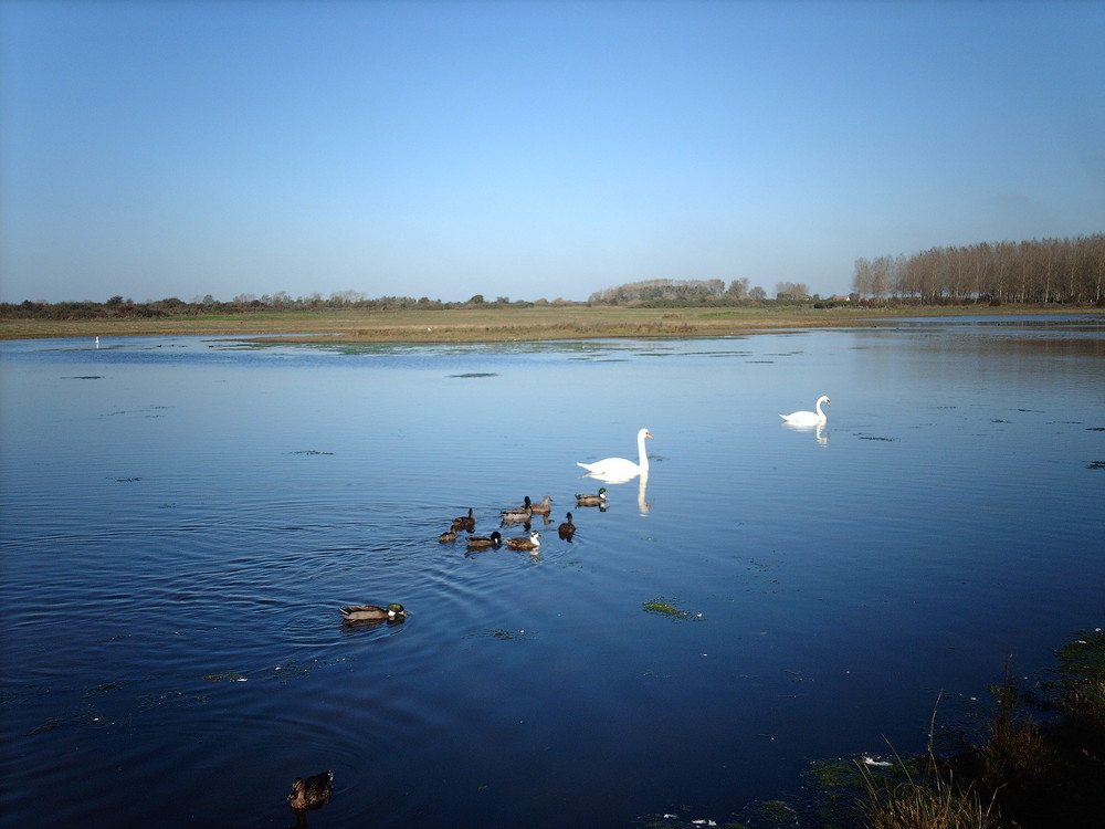 cygnes et col-vert