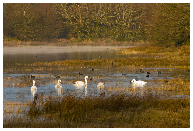 Cygnes et foulques