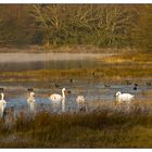 Cygnes et foulques