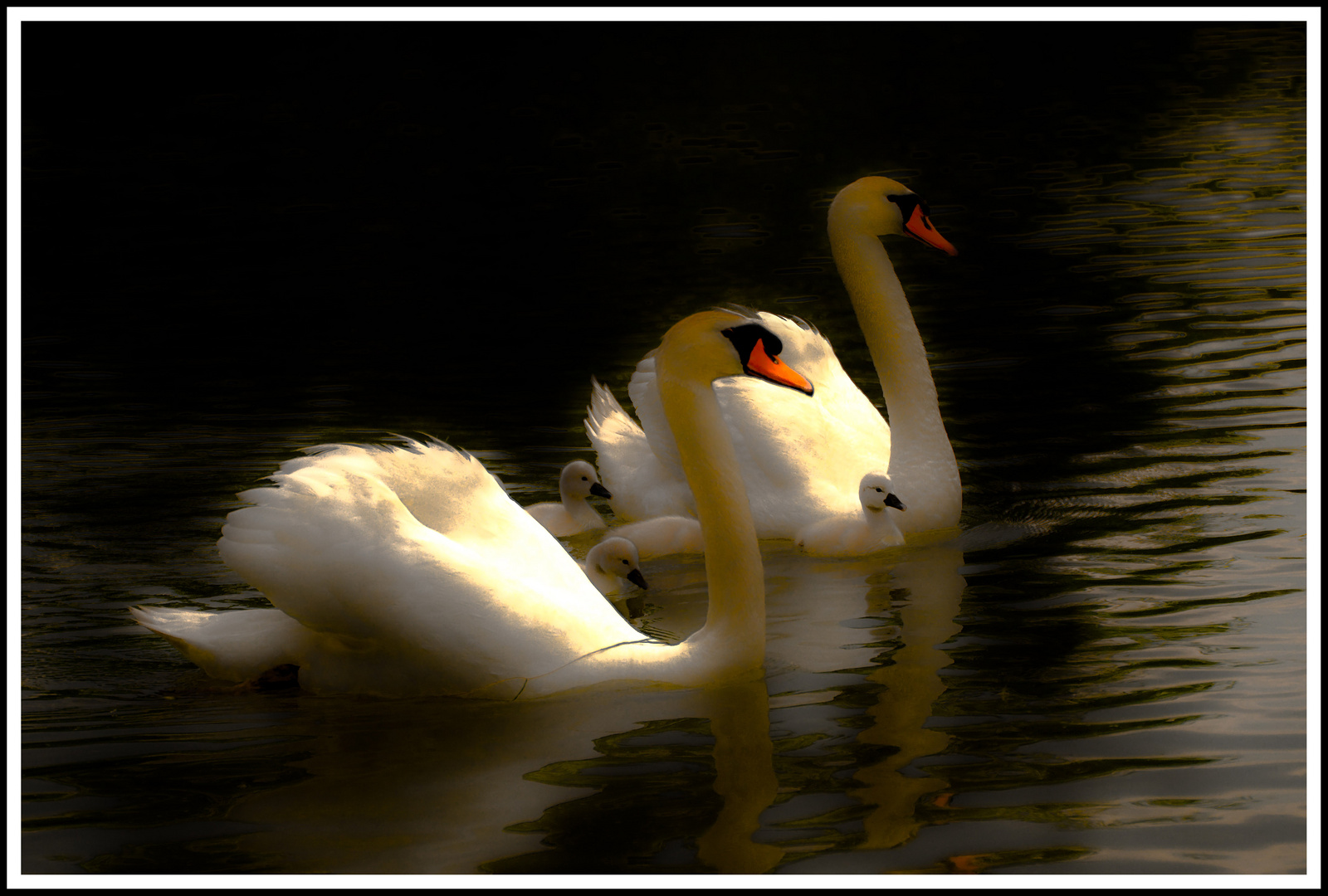 cygnes et petits