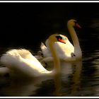 cygnes et petits