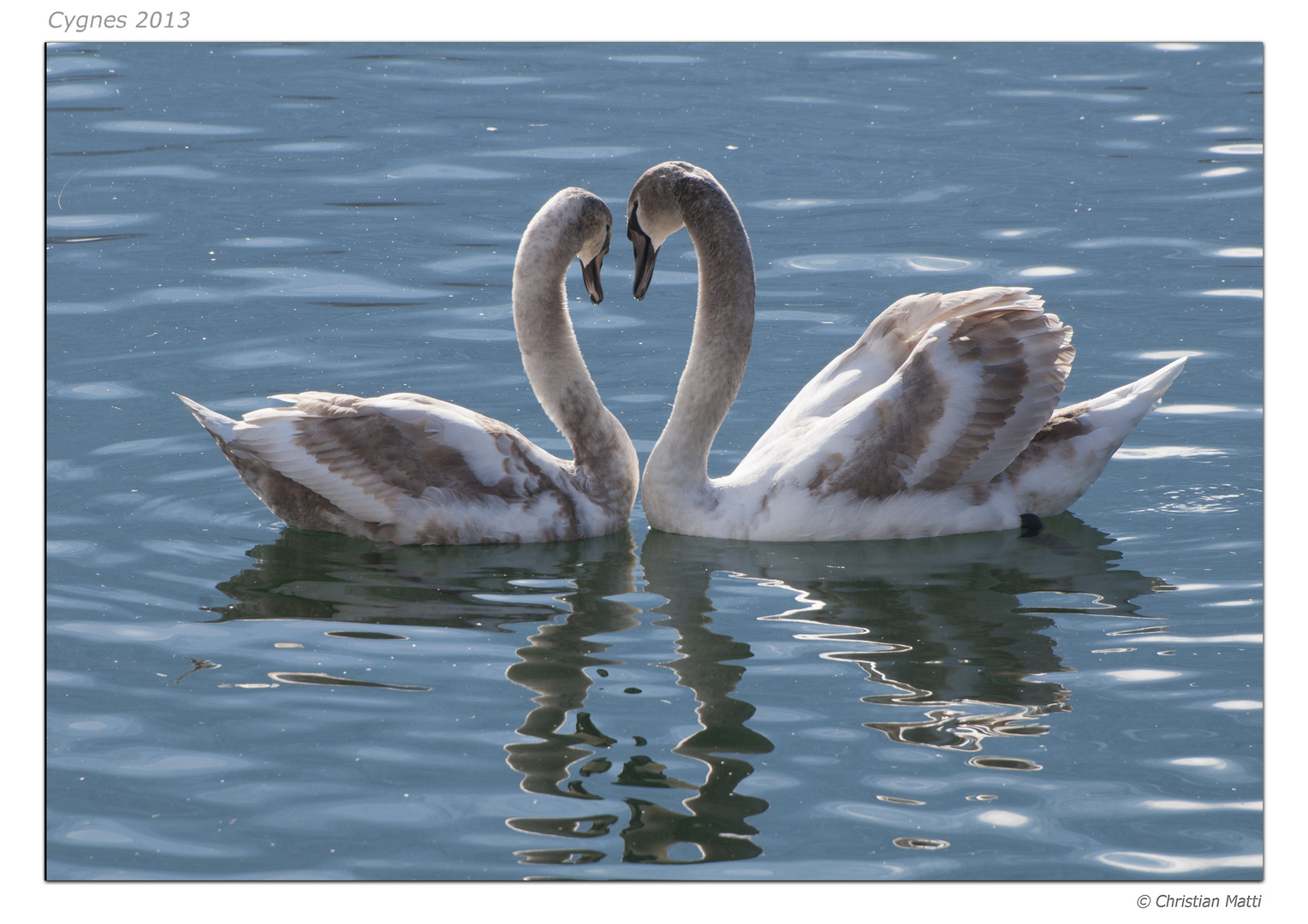 Cygnes juvéniles