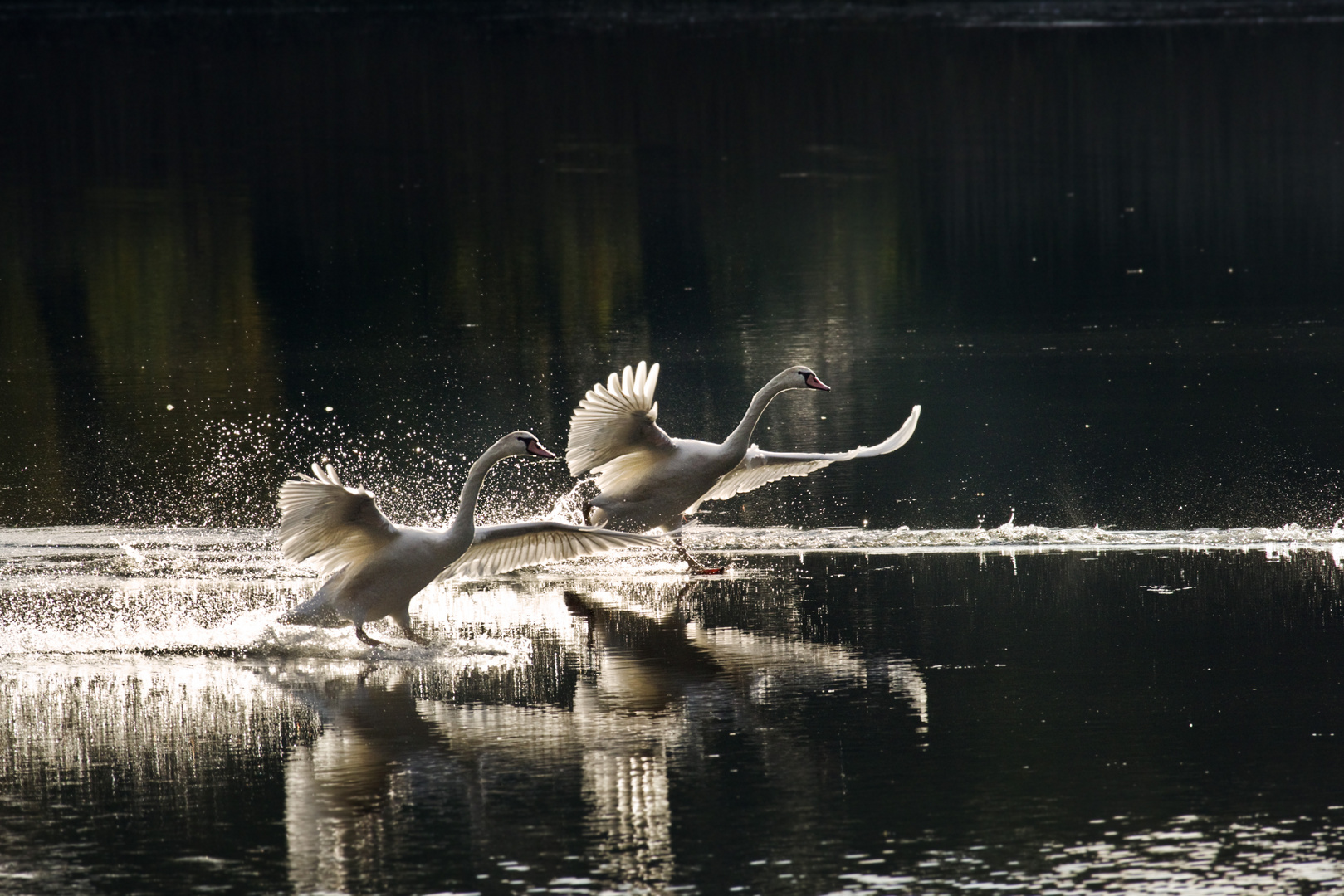 Cygnes, l’amerrissage !