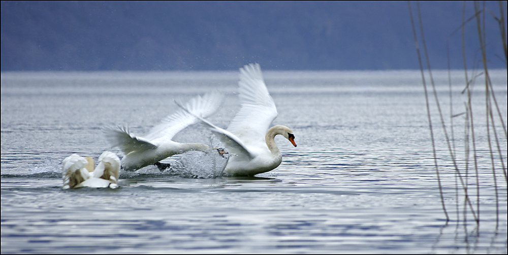 CYGNES . Mars 2009  ( Lac du Bourget  SAVOIE )