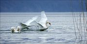 CYGNES . Mars 2009  ( Lac du Bourget  SAVOIE ) de MIMI73 