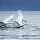 CYGNES . Mars 2009  ( Lac du Bourget  SAVOIE )