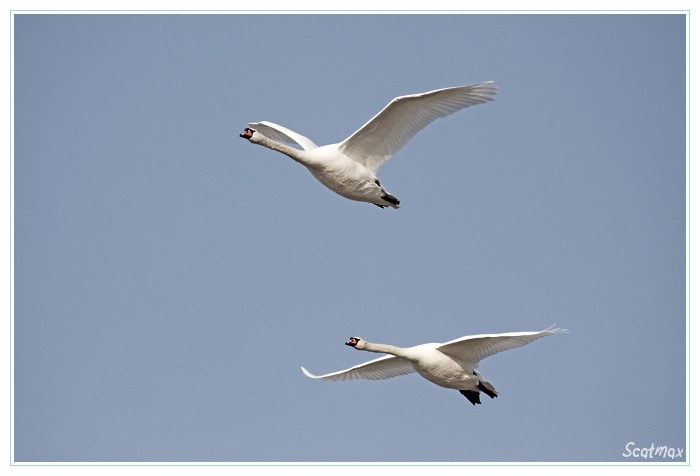 Cygnes migrateur