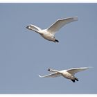 Cygnes migrateur