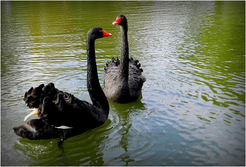 cygnes noir