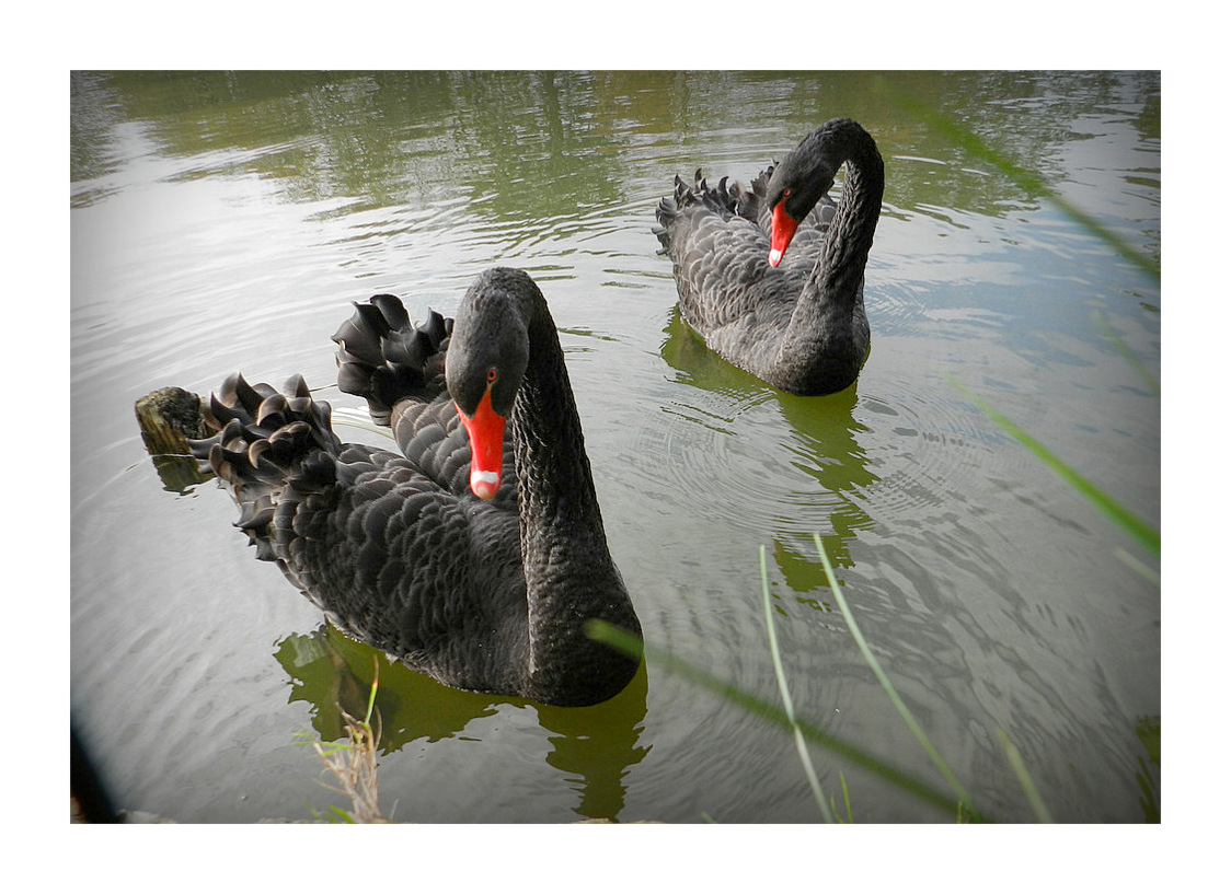 cygnes noirs