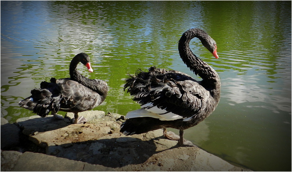 cygnes noirs