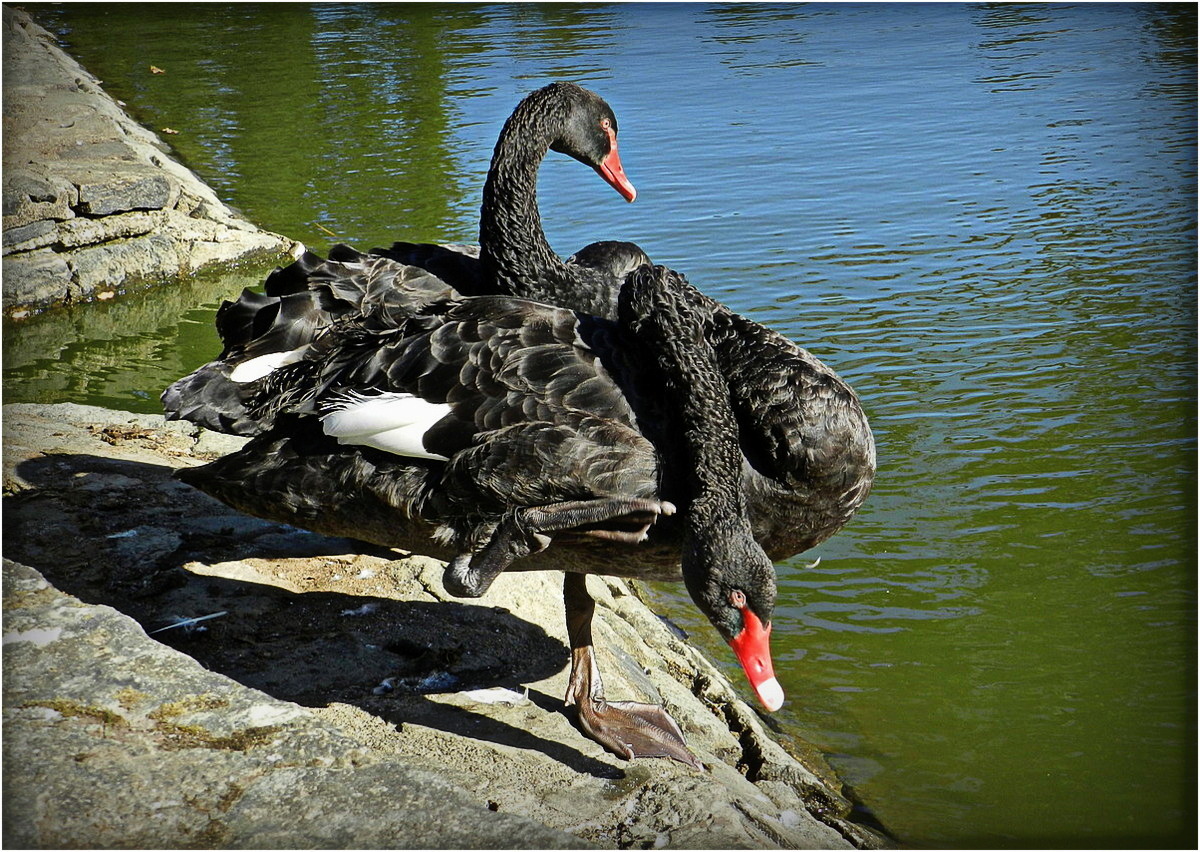 cygnes noirs