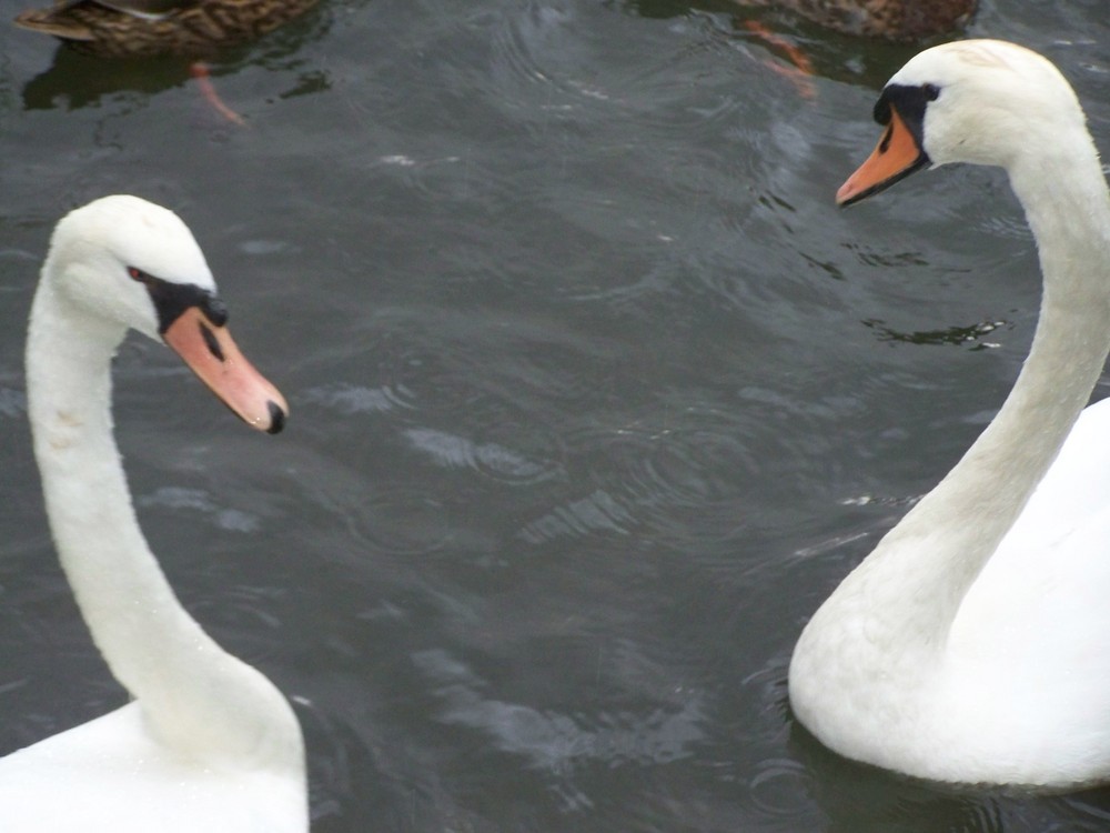 cygnes parc de la bouvaque à Abbeville (80)