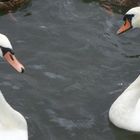 cygnes parc de la bouvaque à Abbeville (80)