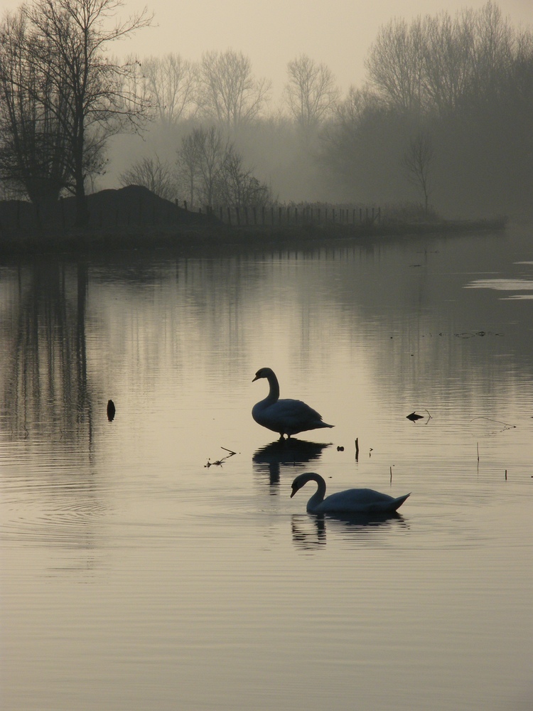 cygnes sur la scarpe