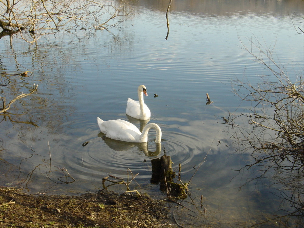 cygnes sur l'étang de la Champagne