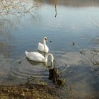 cygnes sur l'étang de la Champagne