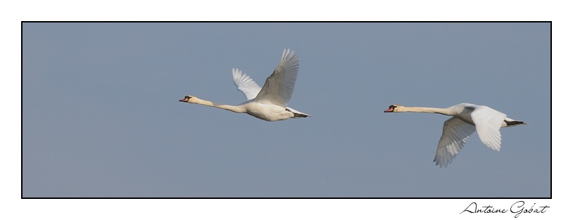 Cygnes tuberculés