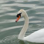 cygnes vaux le vicomte