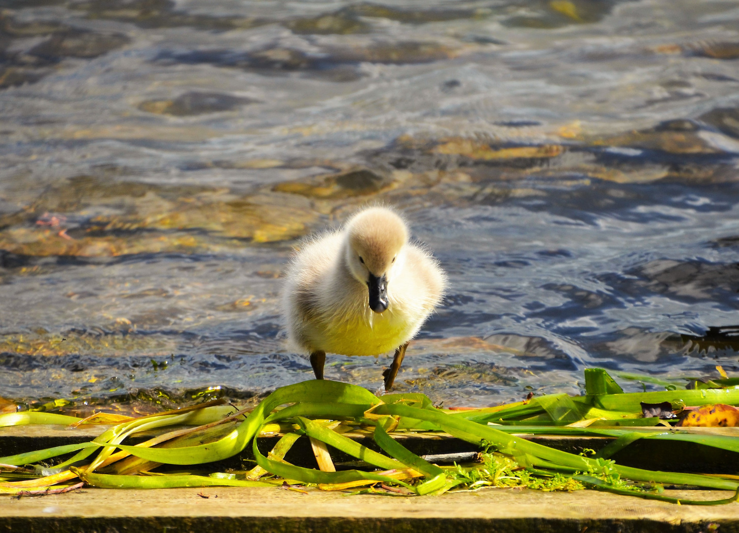 cygnet