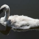 . : Cygnet : .