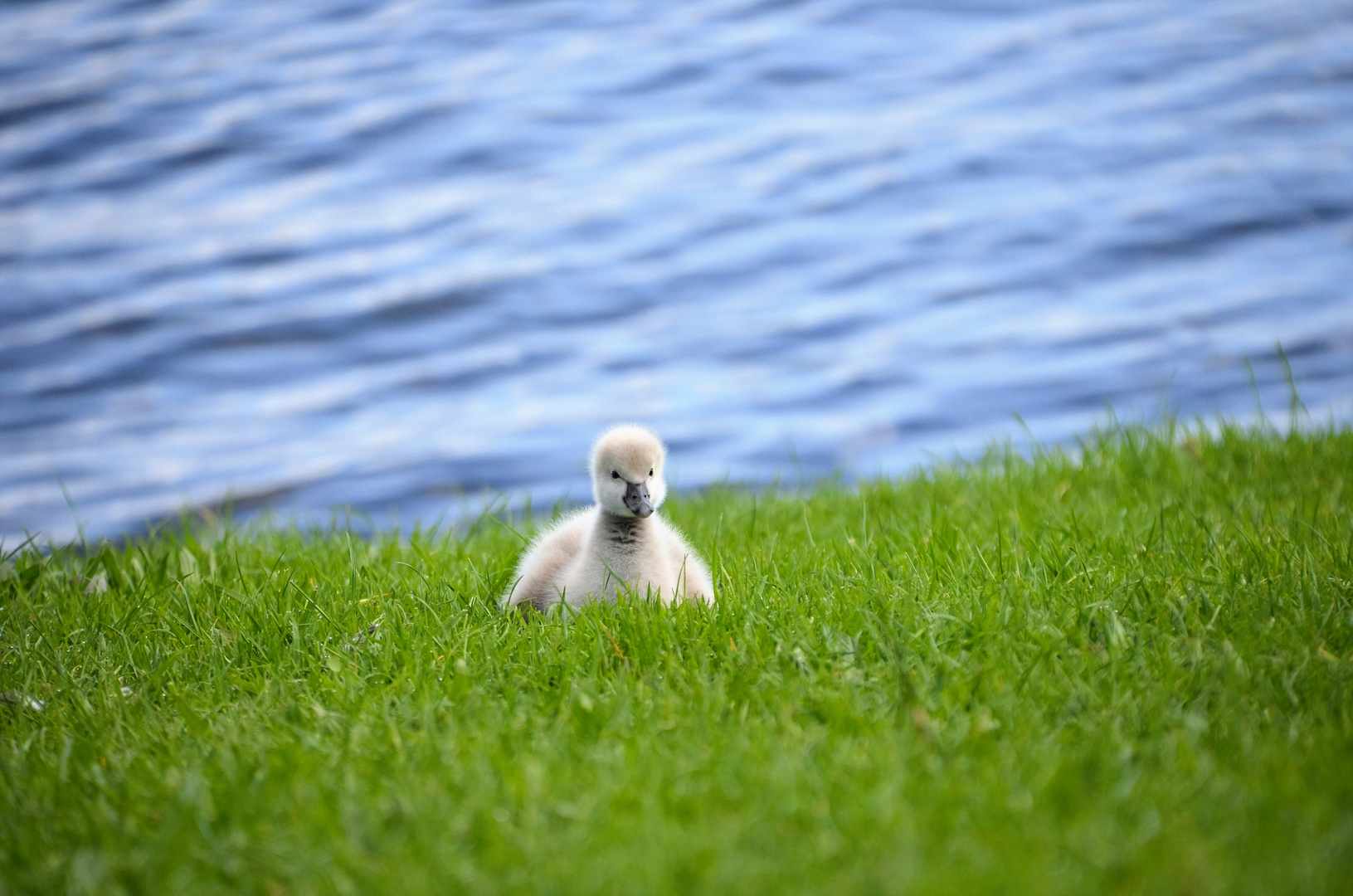 cygnet