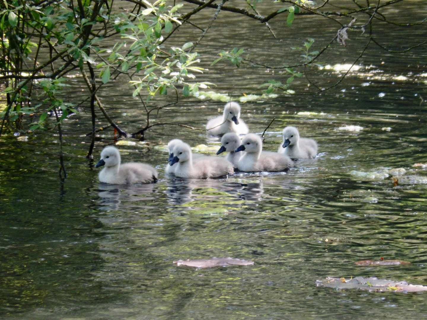 Cygnets...