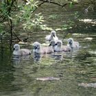 Cygnets...