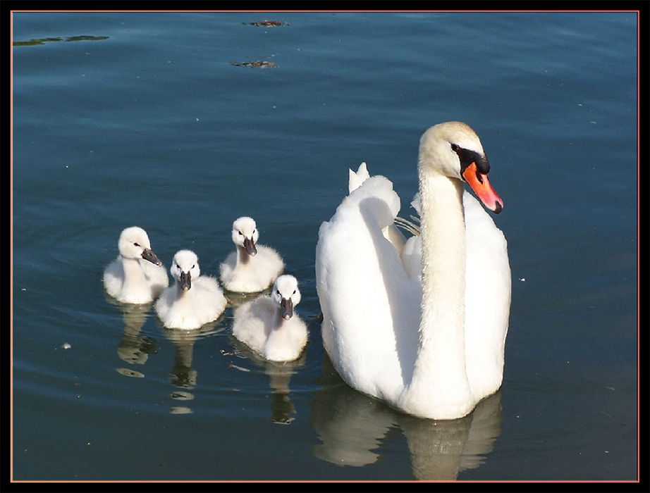 Cygnons , cygnets , ou cygneaux avec leur maman .