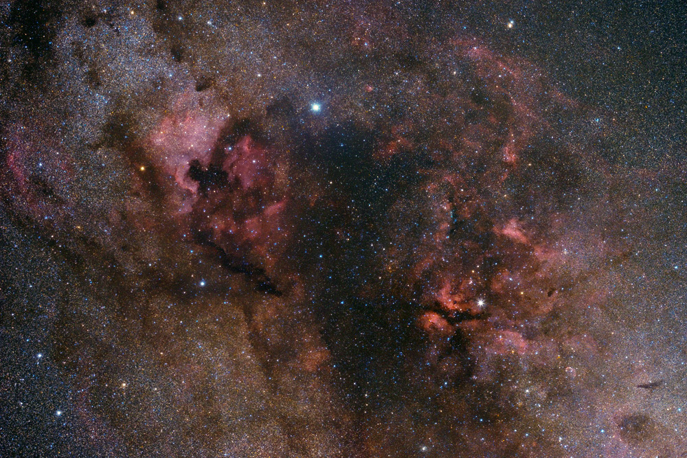 Cygnus