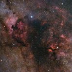 Cygnus