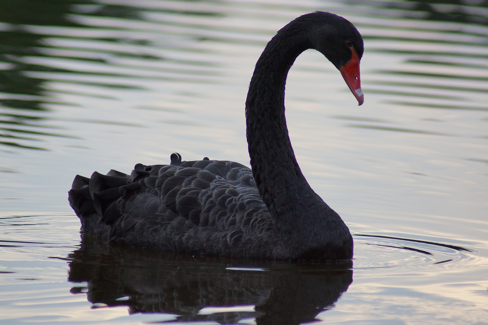 Cygnus atratus Foto & Bild tiere, wildlife, wild lebende vögel Bilder