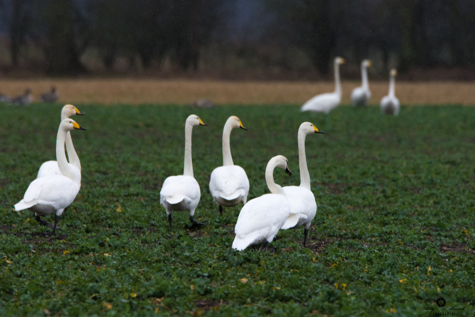 Cygnus cygnus Foto & Bild tiere, wildlife, wild lebende vögel Bilder