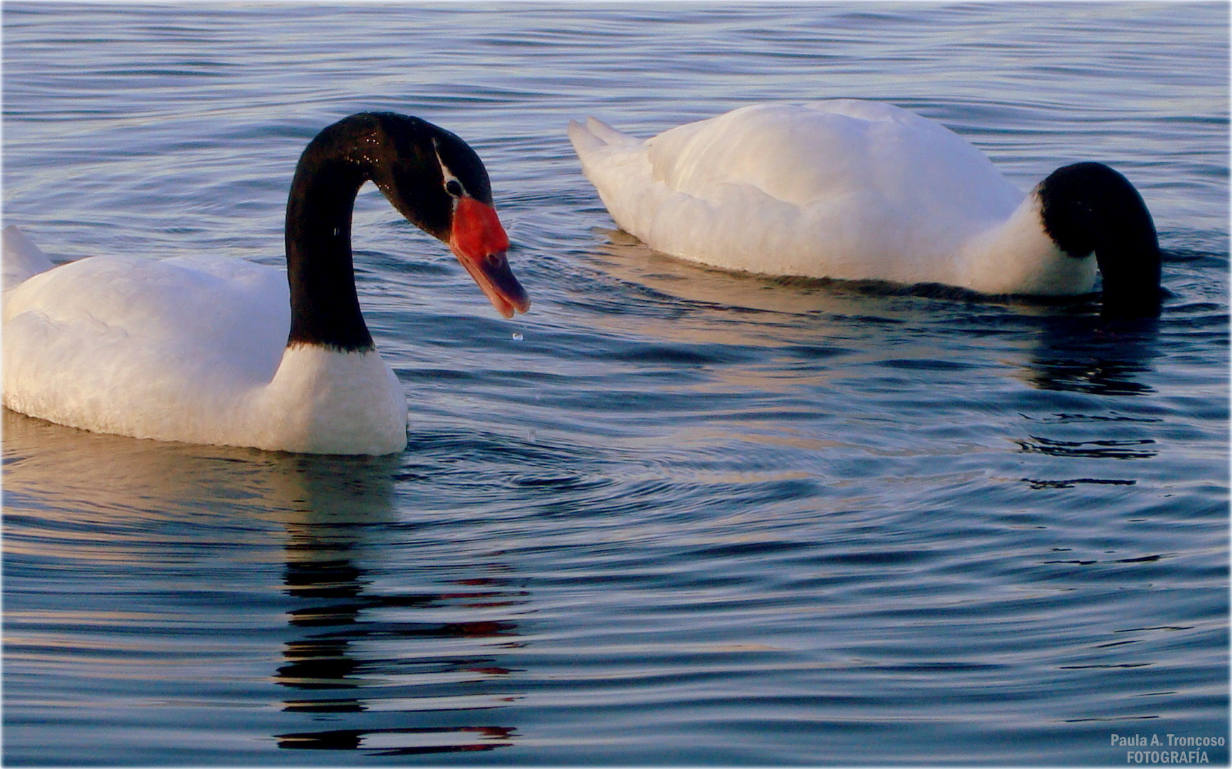 Cygnus melancoryphus