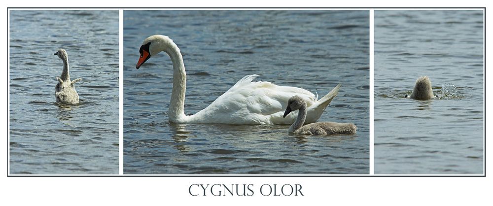 Cygnus olor