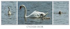 Cygnus olor