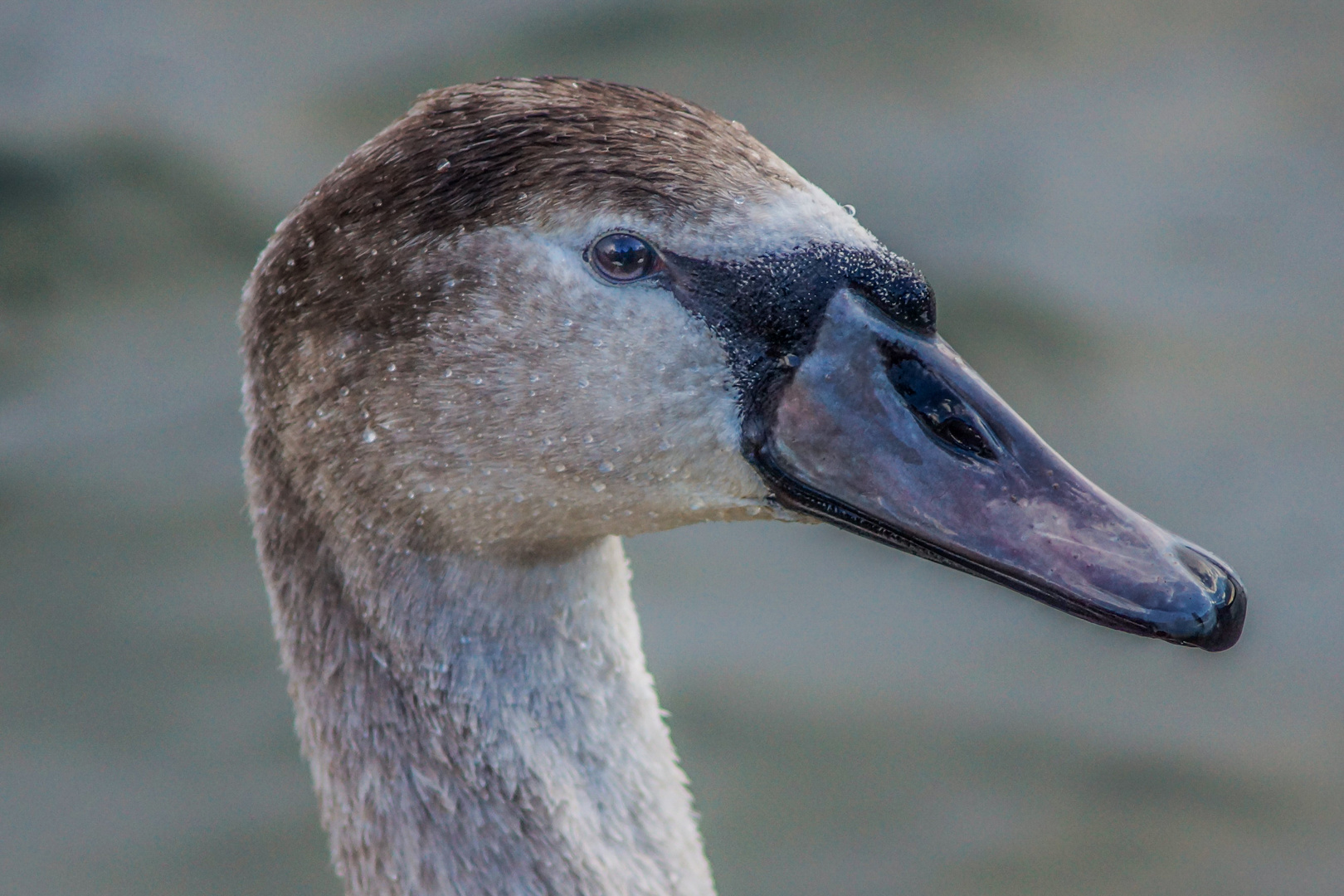 CYGNUS OLOR 