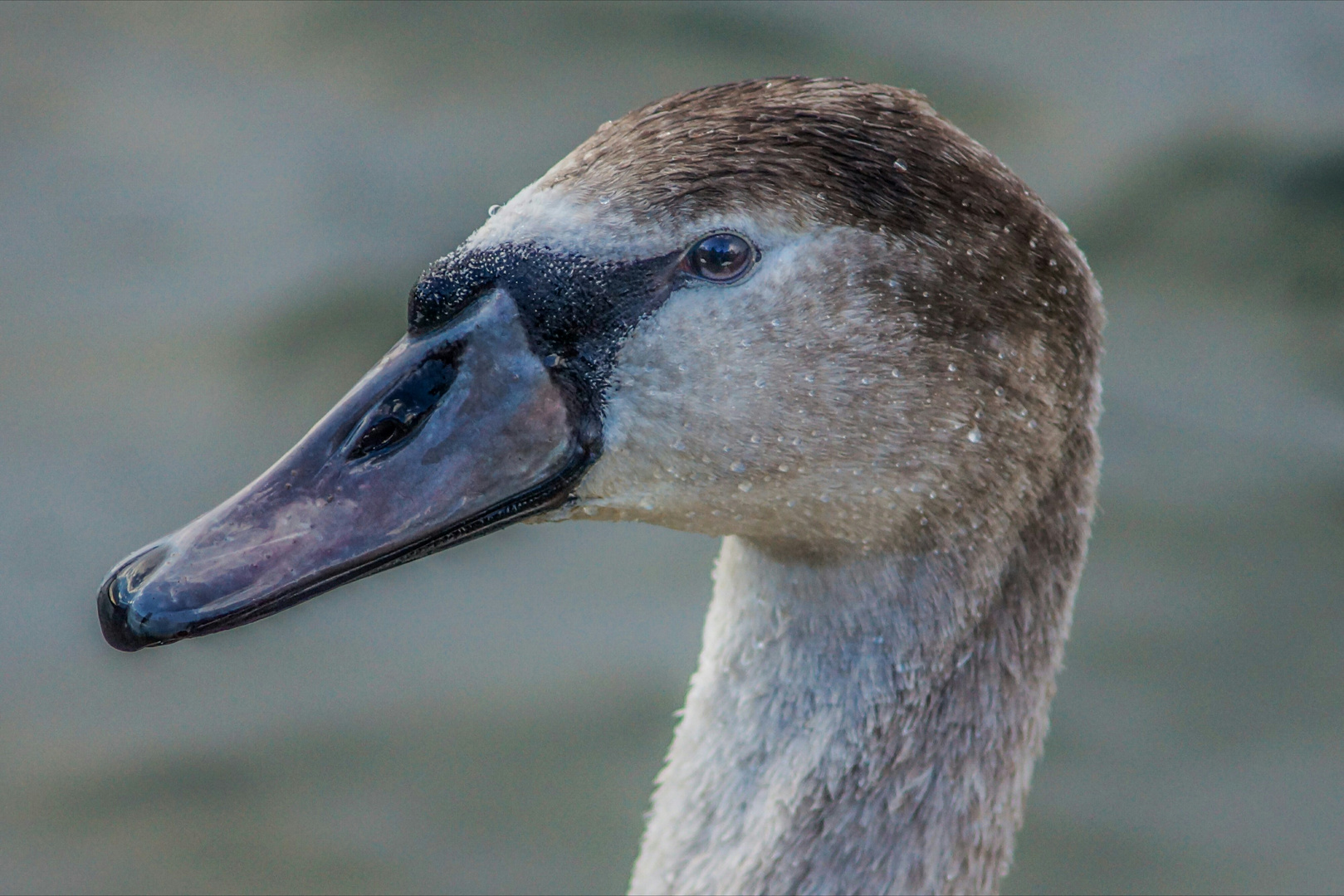 CYGNUS OLOR... 