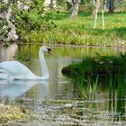 Cygnus olor - Höckerschwan