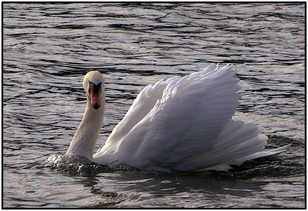 Cygnus olor..............moin, moin.........