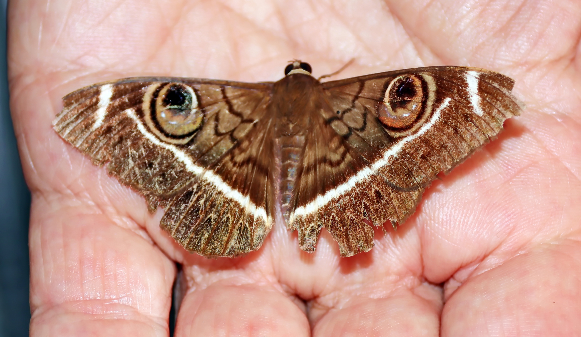 Cyligramma latona (Cream-striped Owl)