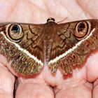 Cyligramma latona (Cream-striped Owl)