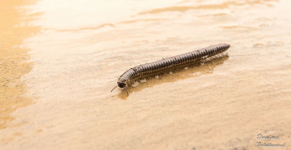 Cylindroiulus caeruleocinctus