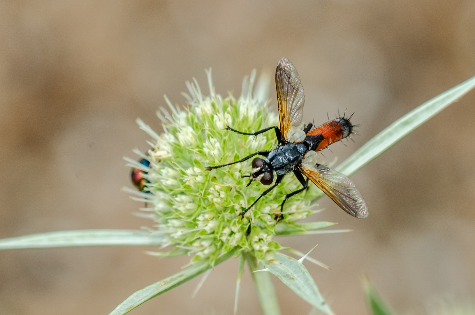 Cylindromia brassicariae