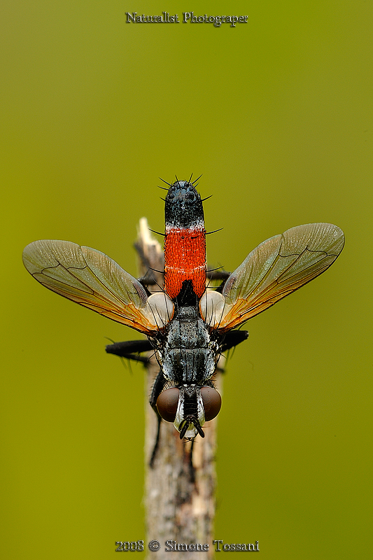 Cylindromya brassicaria