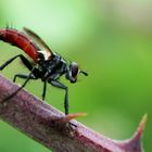 : Cylindromyia bicolor