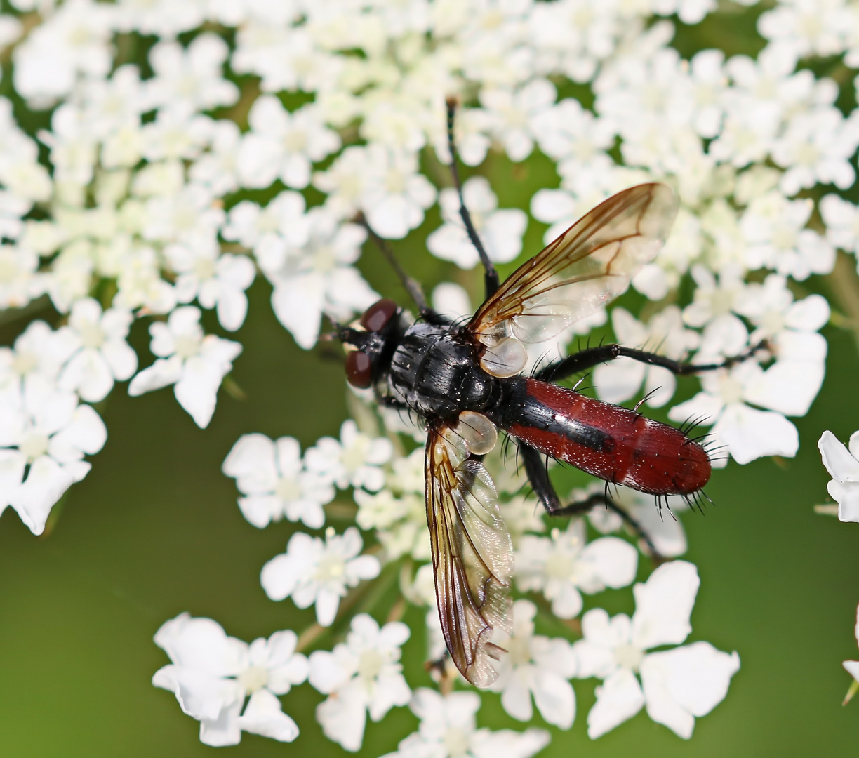 Cylindromyia bicolor